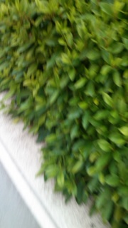 �l���l�̂��ׂ�