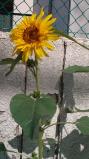 �肢
