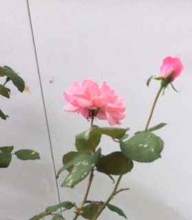 ����